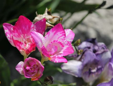 Fresia Coltivazione Cura E Caratteristiche Di Questo Fiore Profumato