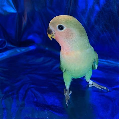 Miami Lovebirds Peach Faced Lovebird Opaline MiamiLovebirds