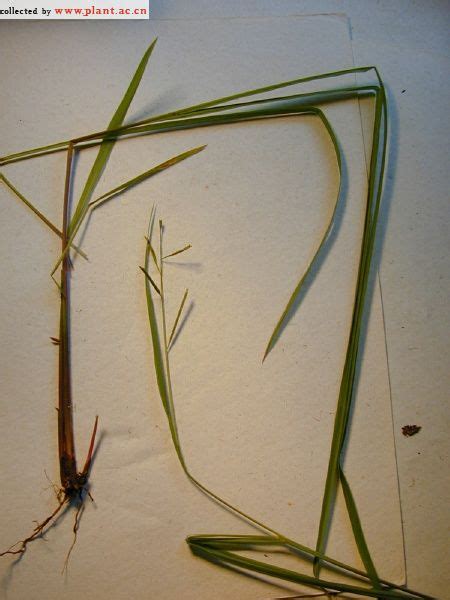 Paspalum scrobiculatumRicegrass 植物图片库 植物通