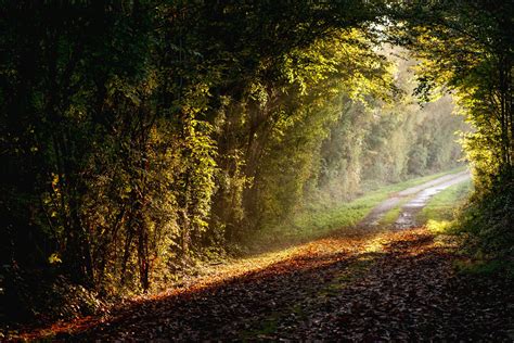 https://flic.kr/p/Zy7guu | Stay on the path Paths, Sunflower, Nature ...