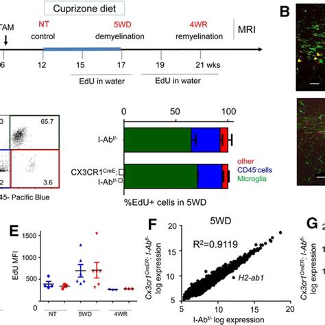 Mhcii Deletion Does Not Affect Microglia Proliferation Or Signaling