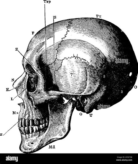 Huesos Del Craneo Vista Lateral En 2021 Anatomia Y Fisiologia Images