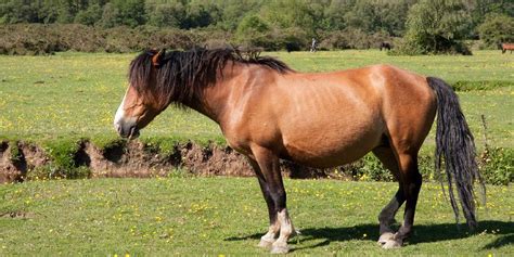 Why Horses Sleep Standing Up & How They Do It – Insider Horse – Latest & Greatest Horse New ...