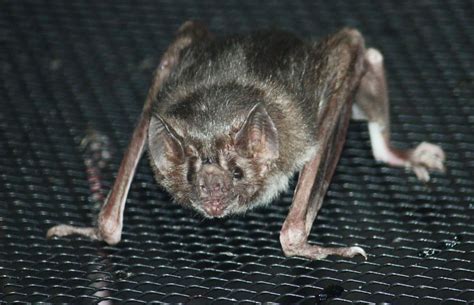 How Vampire Bats Evolved To Feed Off Blood Popular Science