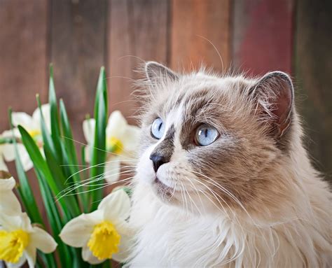 Top 10 Cutest Cat Breeds List With Pictures