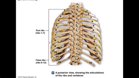 PowerPoint: Anatomy of the Thorax - YouTube