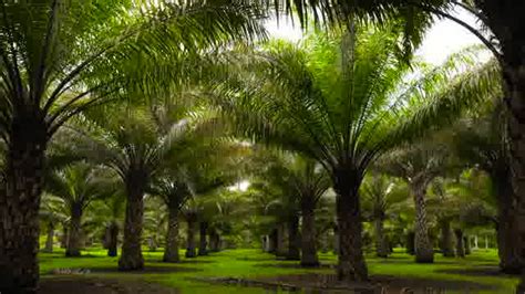 Palm Oil Industry Stock Footage: Royalty-Free Video Clips - Storyblocks