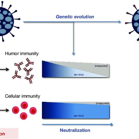 Long Term Evolution Of Humoral And Cellular Immunity Against Sars Cov 2