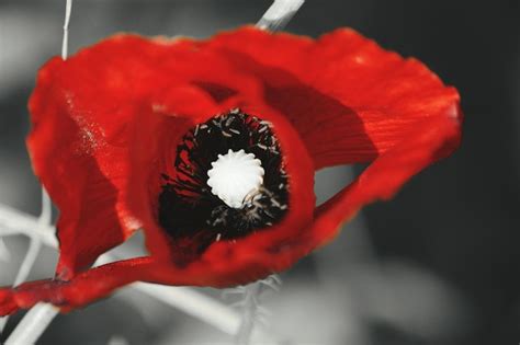 Premium Photo Close Up Of Red Flowers