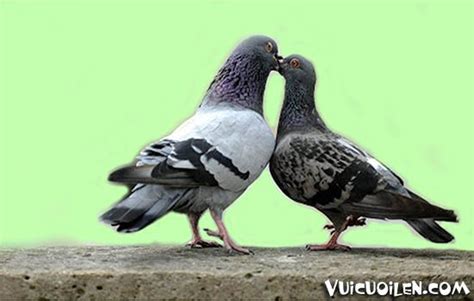 Chim B C U Ti Ng Anh L G Ph N Bi T Gi A Dove V Pigeon Alicenter