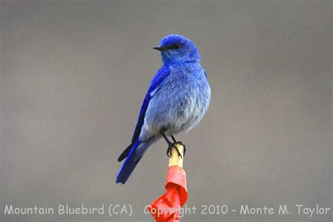 Mountain Bluebird