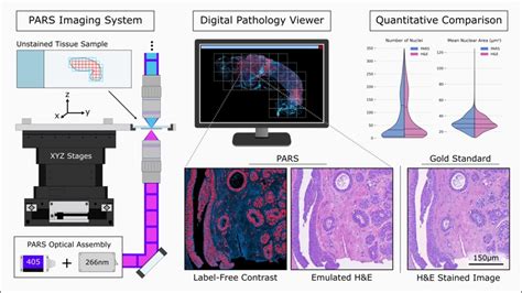 Automated Whole Slide Imaging For Label Free Histology Using Photon