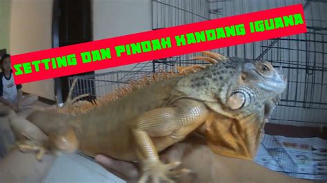 Proses Set Up Kandang Iguana Indoor Murah Iguana Cage Indoor YouTube