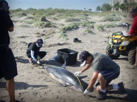 PROFEPA INVESTIGA VARAMIENTO DE DELFINES EN LA PAZ Campeche Mx