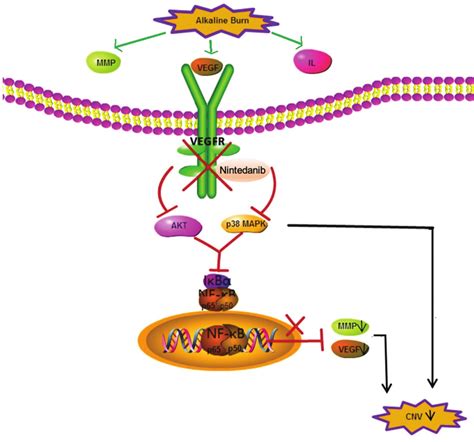 Potential Pathway Of Nintedanib In The Regulation Of Alkaline Induced