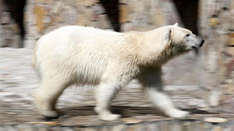 Una Donna E Un Bambino Sono Stati Uccisi Da Un Orso Polare