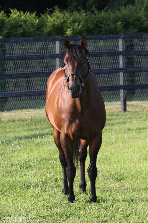 マクフィ本邦初年度産駒が初勝利 馬産地ニュース 競走馬のふるさと案内所