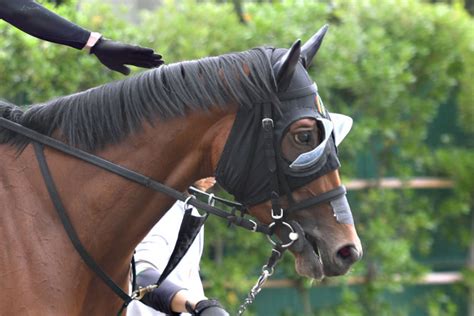 【オークス】ミアネーロは東京競馬場で微調整 林調教師「慣れて落ち着いてくれればいいですね」（東スポ競馬）｜dメニューニュース（nttドコモ）