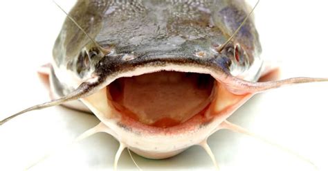 Bullhead vs Catfish: What Are the Differences? - IMP WORLD