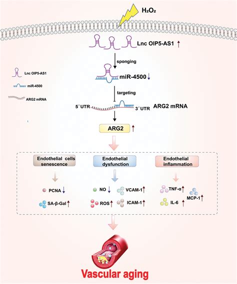 The Lncrna Oip5 As1mir 4500 Axis Targeting Arg2 Modulates Oxidative