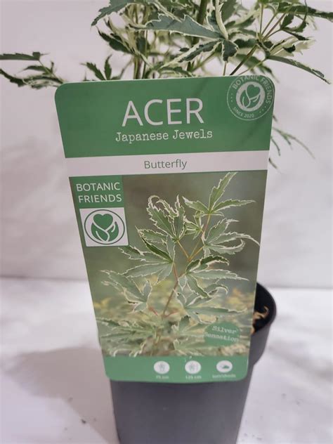 Acer Palmatum Butterfly Variegado Cm Env O Horas Naturalove Es