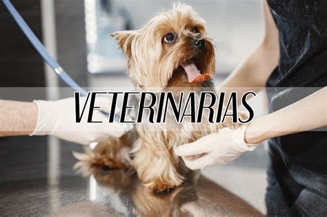 Las MEJORES VETERINARIAS Cerca De Mi En MONTERREY