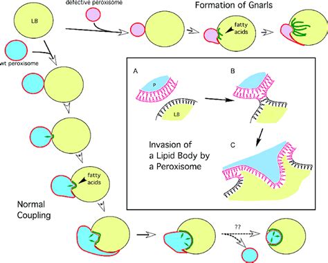 Scheme Depicting The Development And Dynamics Of Peroxisome Lipid Body Download Scientific