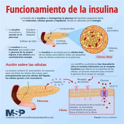 Recomendaci N Pensi N Marca Cuales Son Las Funciones De La Insulina