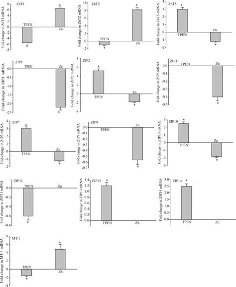 Influence Of Tpen And Zinc Supplementation On Zip Znt And Mt Mrna