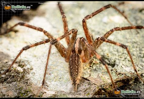 Grass Spider Size