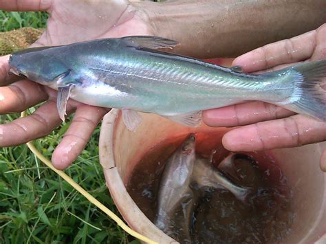 AzizBLOG CARA BUDIDAYA IKAN PATIN