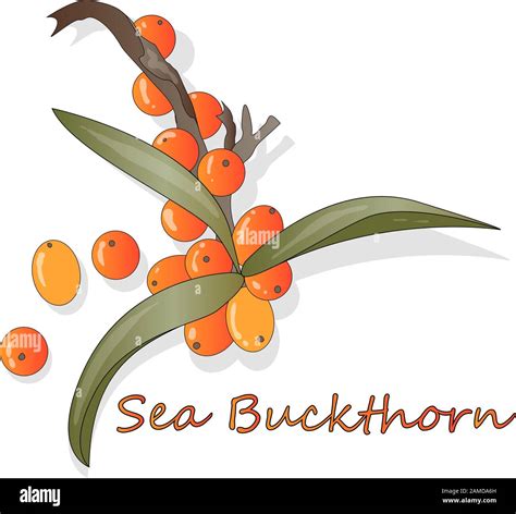 Branch Of Sea Buckthorn Berries With Leaves Vector Illustration Set On