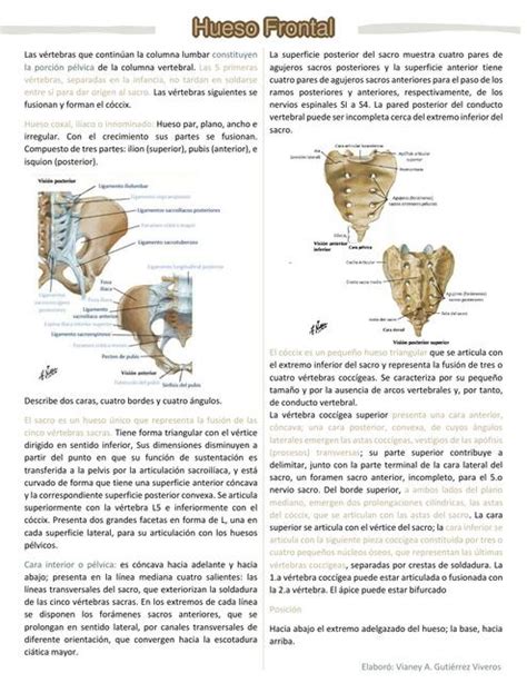 Hueso Frontal Vianey Adriana Udocz