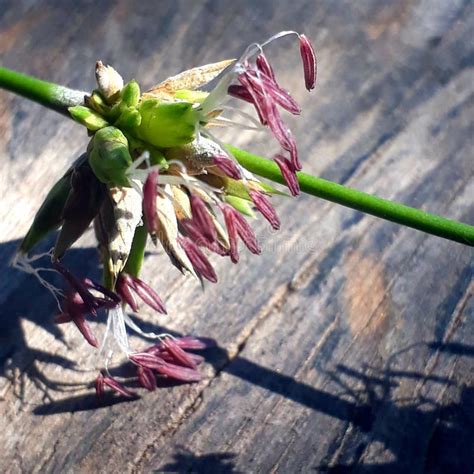 Bamboo Flower stock photo. Image of wilt, flower, bamboo - 135369796