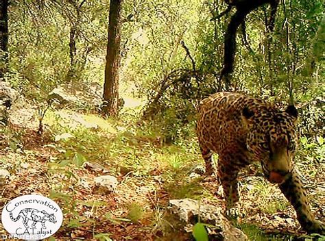 El Jefe jaguar: Only known wild jaguar in the U.S filmed in Arizona ...