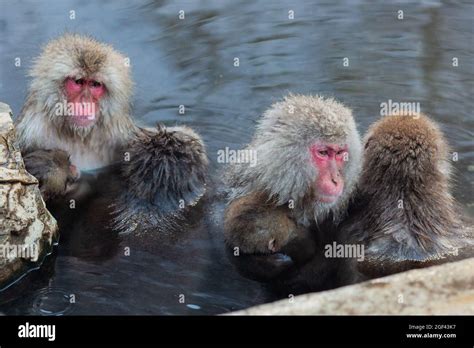 Japanese Snow Monkeys Bathing In Hot Spring Water Stock Photo Alamy