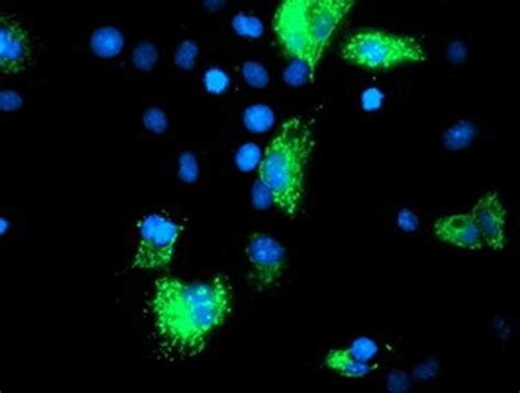 Sirt Monoclonal Antibody Oti E Truemab Origene L