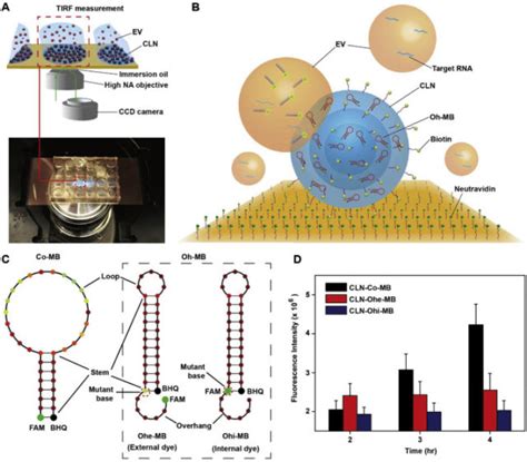 Detection Of Single Point Mutation In Extracellular Vesicle Associated