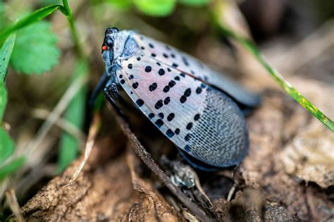 All About Spotted Lanternflies Dodson Pest Control