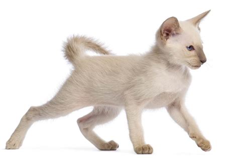 Thai Cat Names With Meanings For Male And Female Cats Cat World