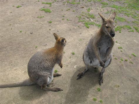 Halls Gap Zoo - Ticket Prices, Animals, Map & Opening Hours Grampians