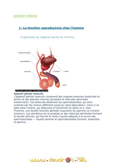 Solution Cours Svt La Fonction Reproductrice Chez L Homme Et La Femme