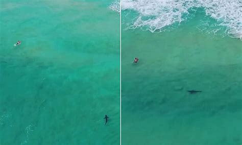 Incredible Drone Footage Captures A Two Metre Shark Swimming Near A