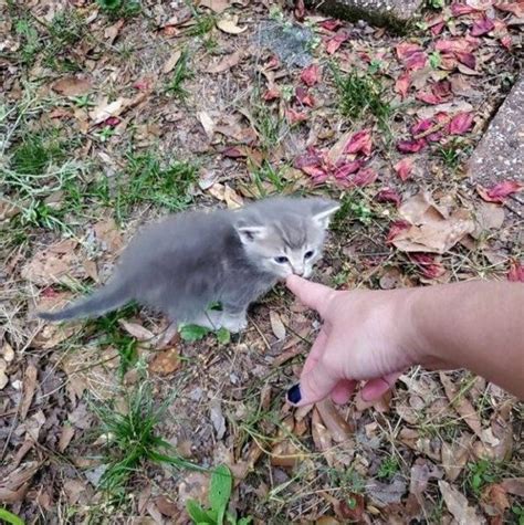 Une chatte errante amène ses petits à la rencontre de la femme qui la