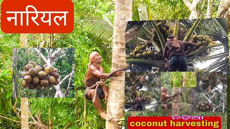 Coconut Harvesting Manually Nariyal Harvesting Tender