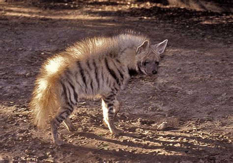 Striped Hyena - Hyenas Photo (31618037) - Fanpop