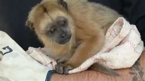 Filhote De Macaco De Meses Fica Rf O Ap S Queimadas No Tocantins