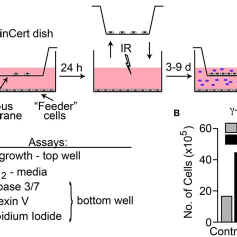 A Transwell Multiple Endpoint Assay System Cells Were Seeded Into