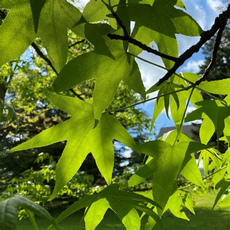 Common Tree Leaf ID: Palmate Leaves | Tyler Arboretum