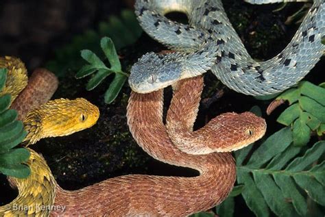 12 Different Species Of The Unique Bush Vipers Reptile World Facts